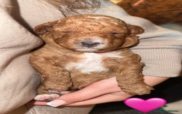 Cavapoo dogs for sale: Cavapoo puppies F1BB - Image 7