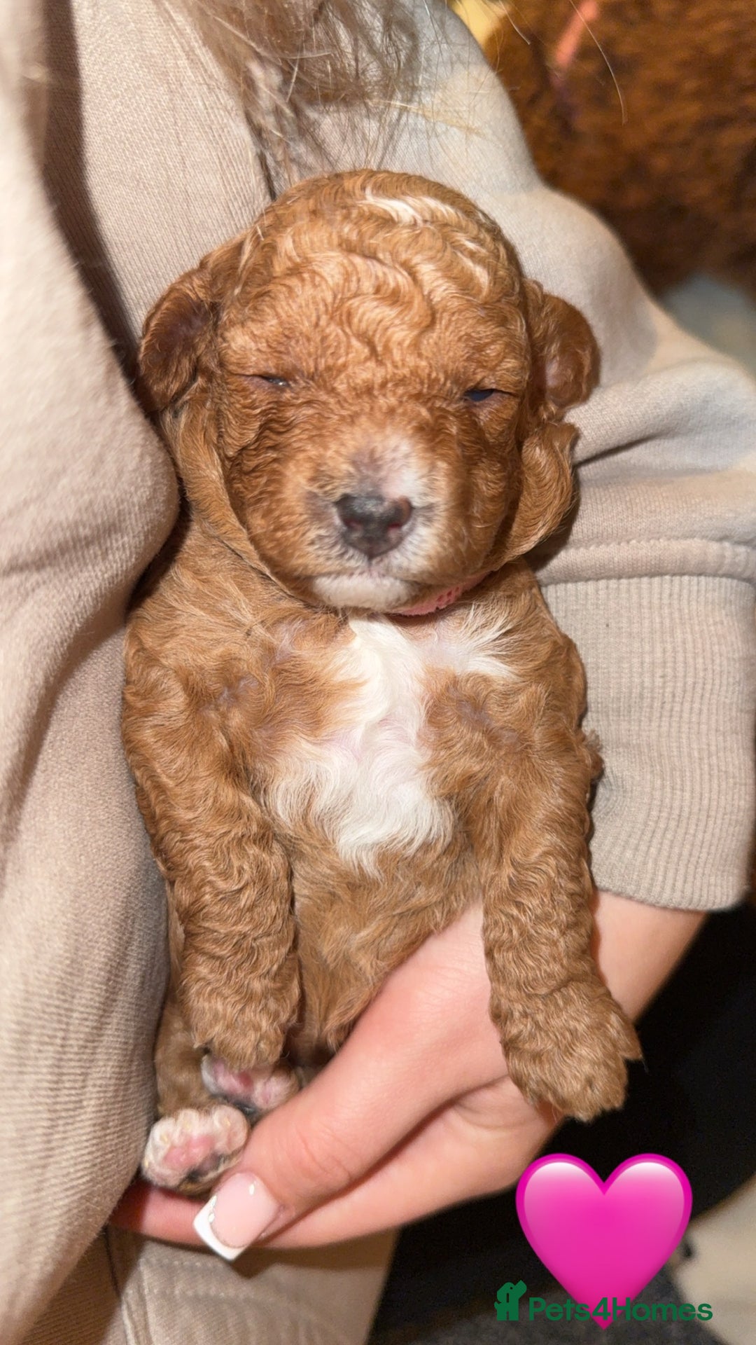 Cavapoo dogs for sale: Cavapoo puppies F1BB - Image 7