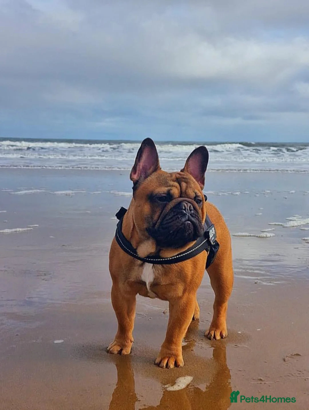 French Bulldog dogs for stud: Henri show winning red fawn stud  - Advert 38