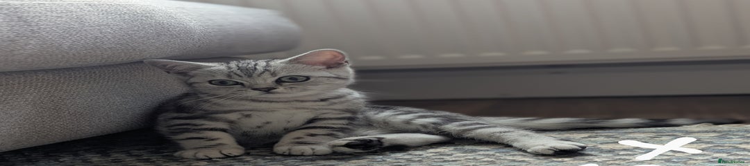 British Shorthair Kitten 1