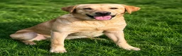 Labrador Retriever dogs for sale: Yellow 18 Month Old Working Lab Dog - Advert 2