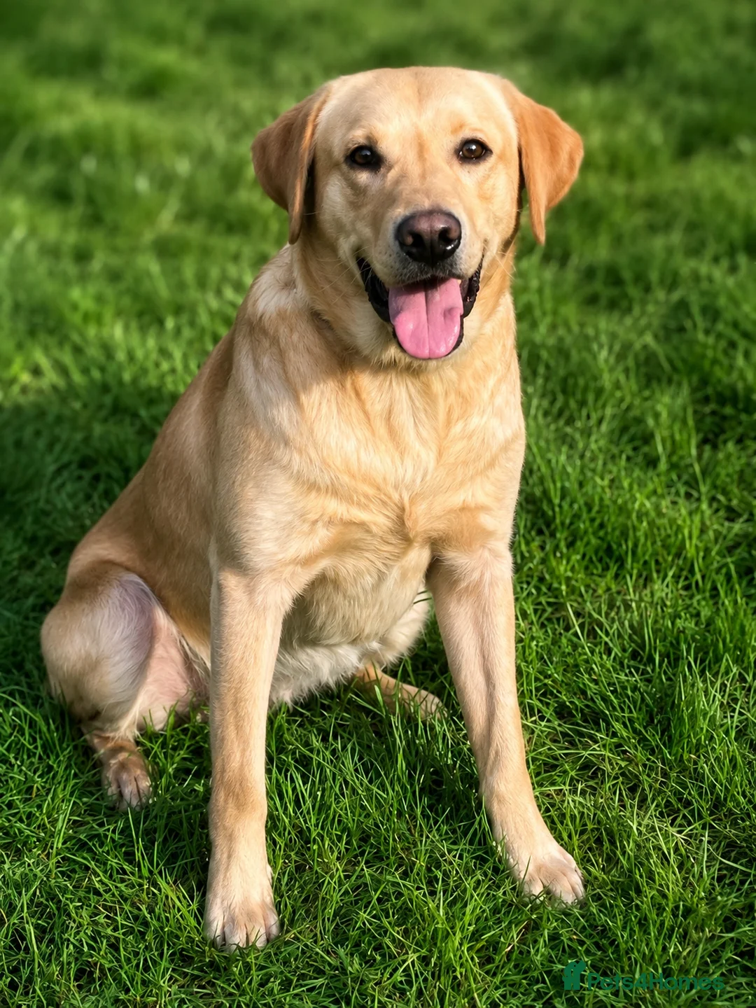 Labrador Retriever dogs for sale: Yellow 18 Month Old Working Lab Dog - Advert 2