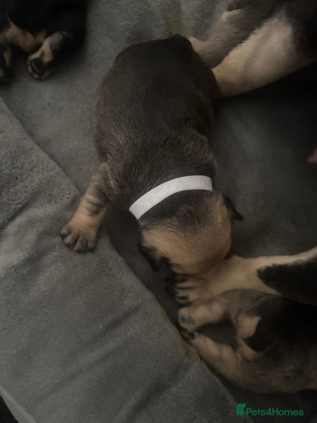 French Bulldog dogs for sale: Beautiful French bulldog puppies - Image 17