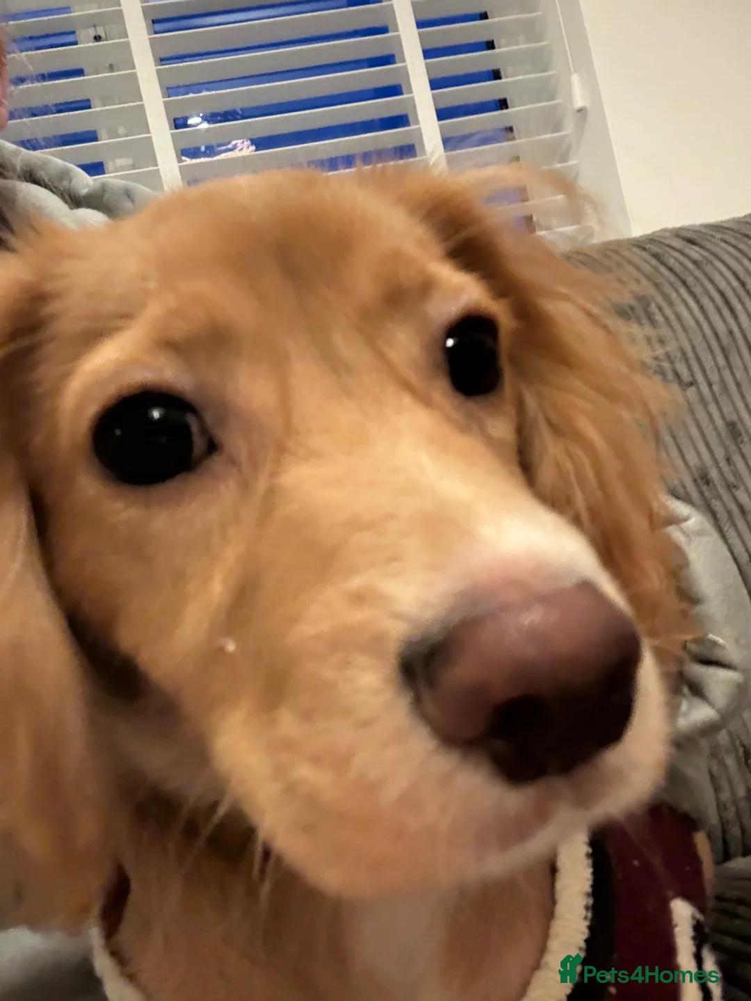 Cockalier dogs for sale: 7 month old cocker spaniel  - Advert 7