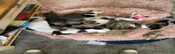 Whippet dogs for sale: Whippet puppys for sale - Advert 7