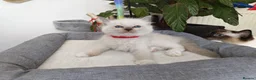 Ragdoll cats for sale: Pure breed ragdoll kittens - Advert 6