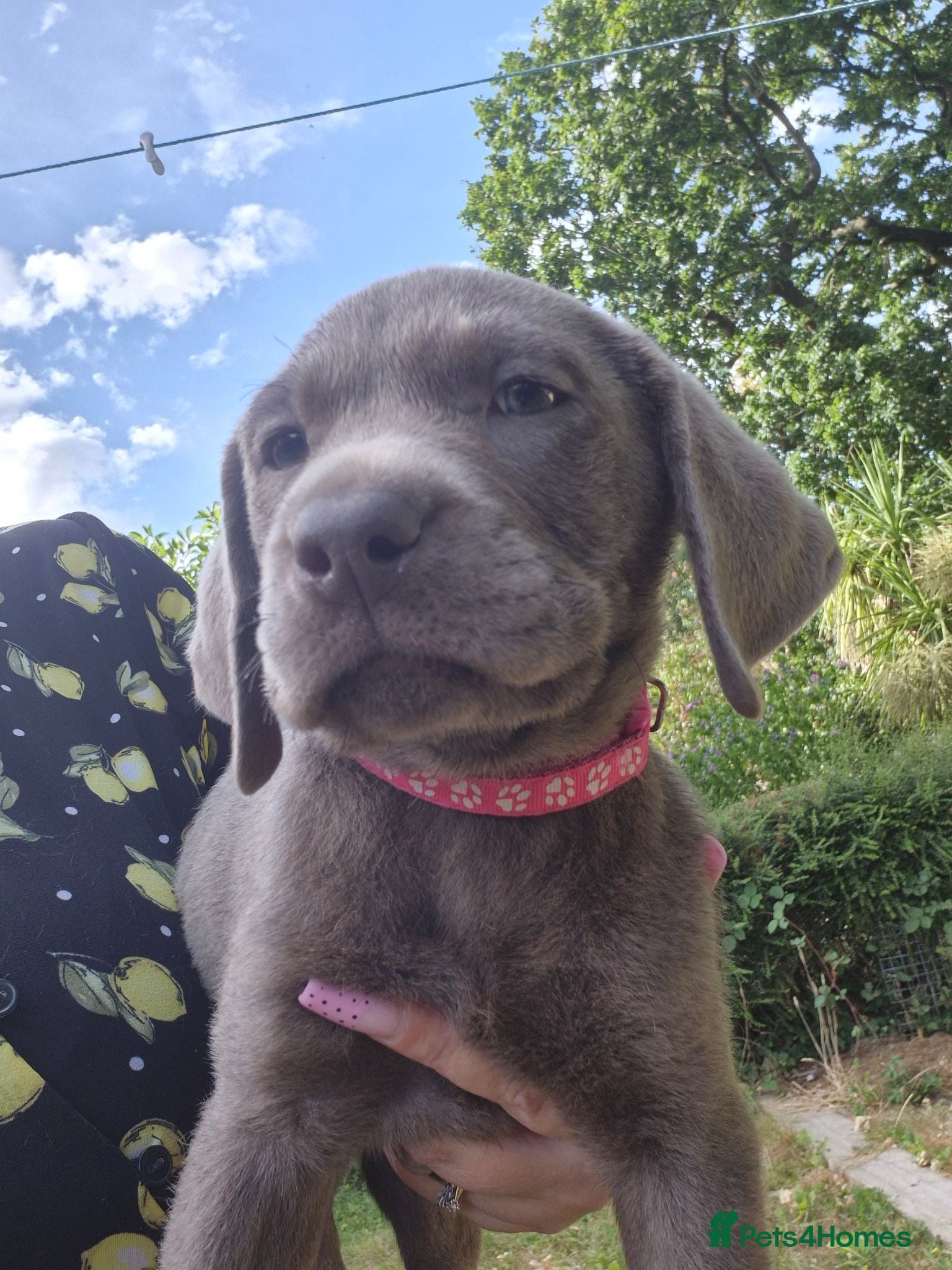 Labrador Retriever dogs Silver Labrador pups ready now 2 left - Advert 18