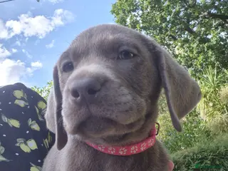 Labrador Retriever dogs Silver Labrador pups ready now 2 left - Advert 18