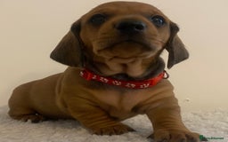 Dachshund dogs for stud: Kc registered standard smooth stud  in Newton Abbot - Image 33