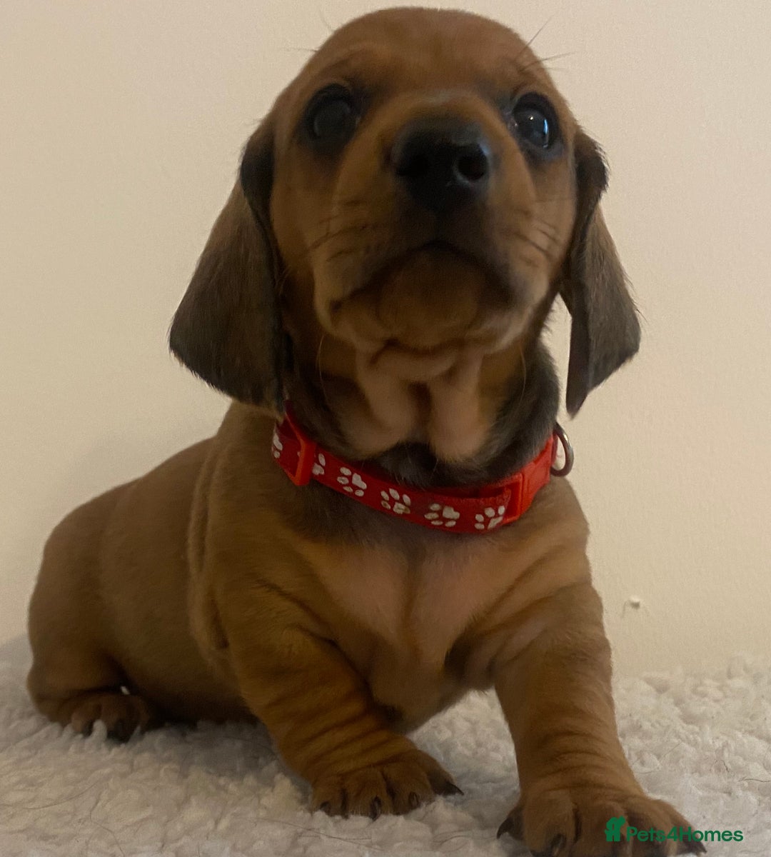 Dachshund dogs for stud: Kc registered standard smooth stud  in Newton Abbot - Image 33