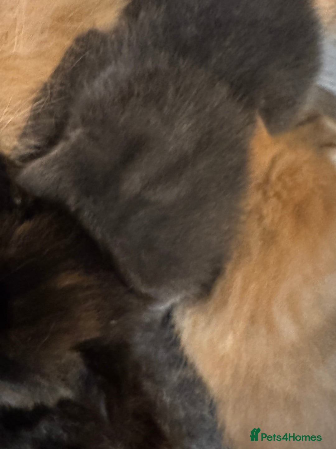 Mixed Breed cats for sale: Mixed litter of kittens  - Image 6