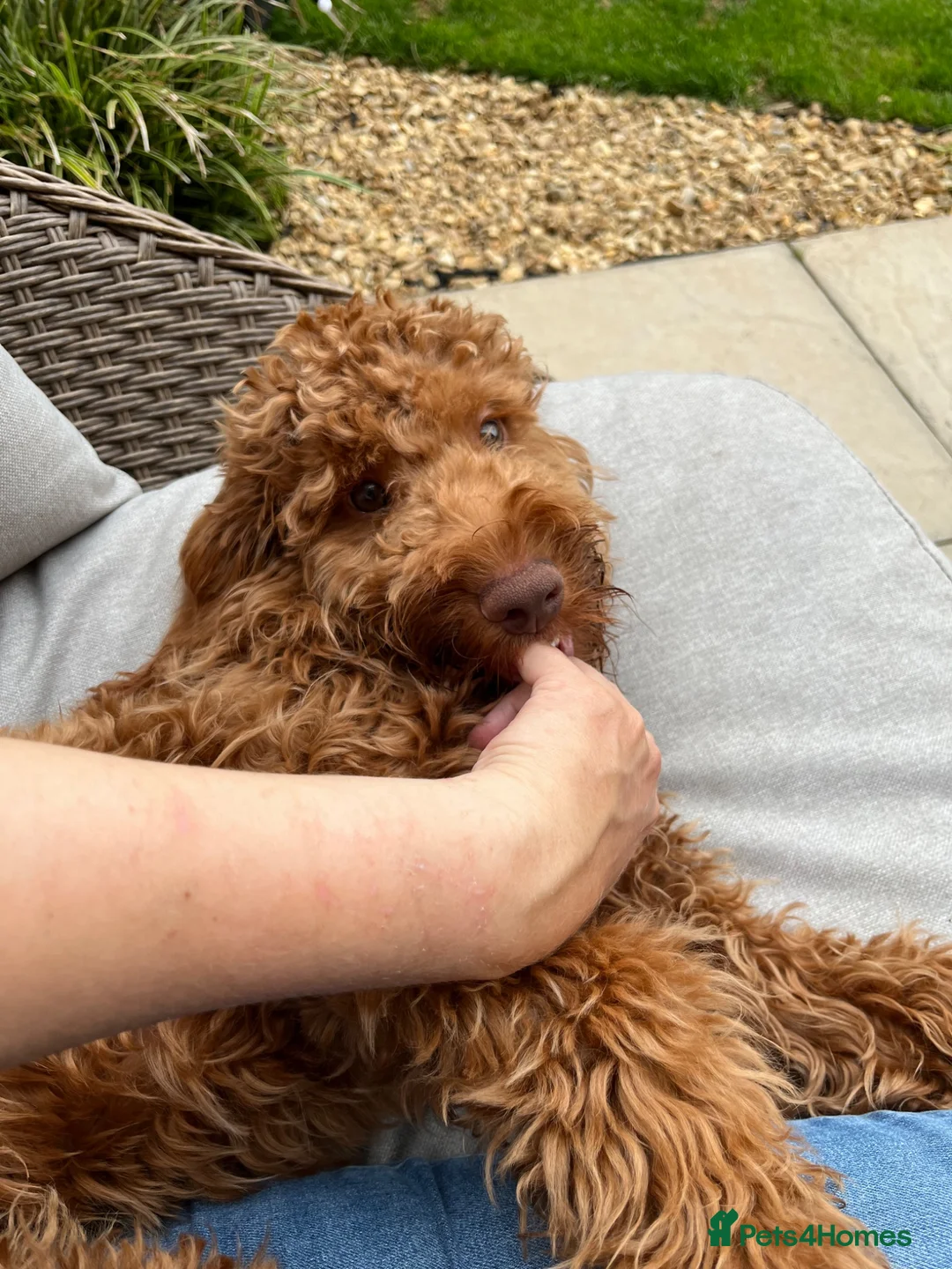 Cockapoo dogs for sale: Gorgeous 6 month old Cockerpoo in Telford - Advert 5