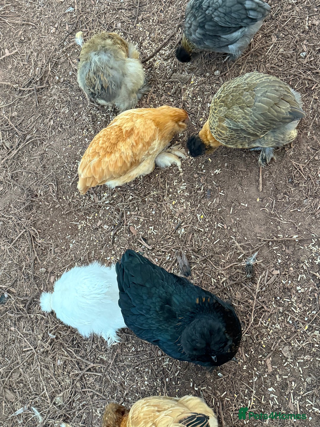 Chickens poultry for sale: Chickens needing home - Image 10