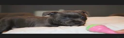 Staffordshire Bull Terrier dogs for sale: Blue staff puppies  - Advert 8