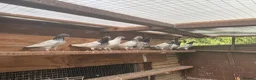 Pigeons birds for sale: Pakistani high flyers for sale  - Advert 4
