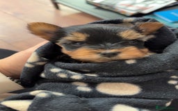 Yorkshire Terrier dogs for sale: Yorkshire Terrier Puppies  - Advert 9