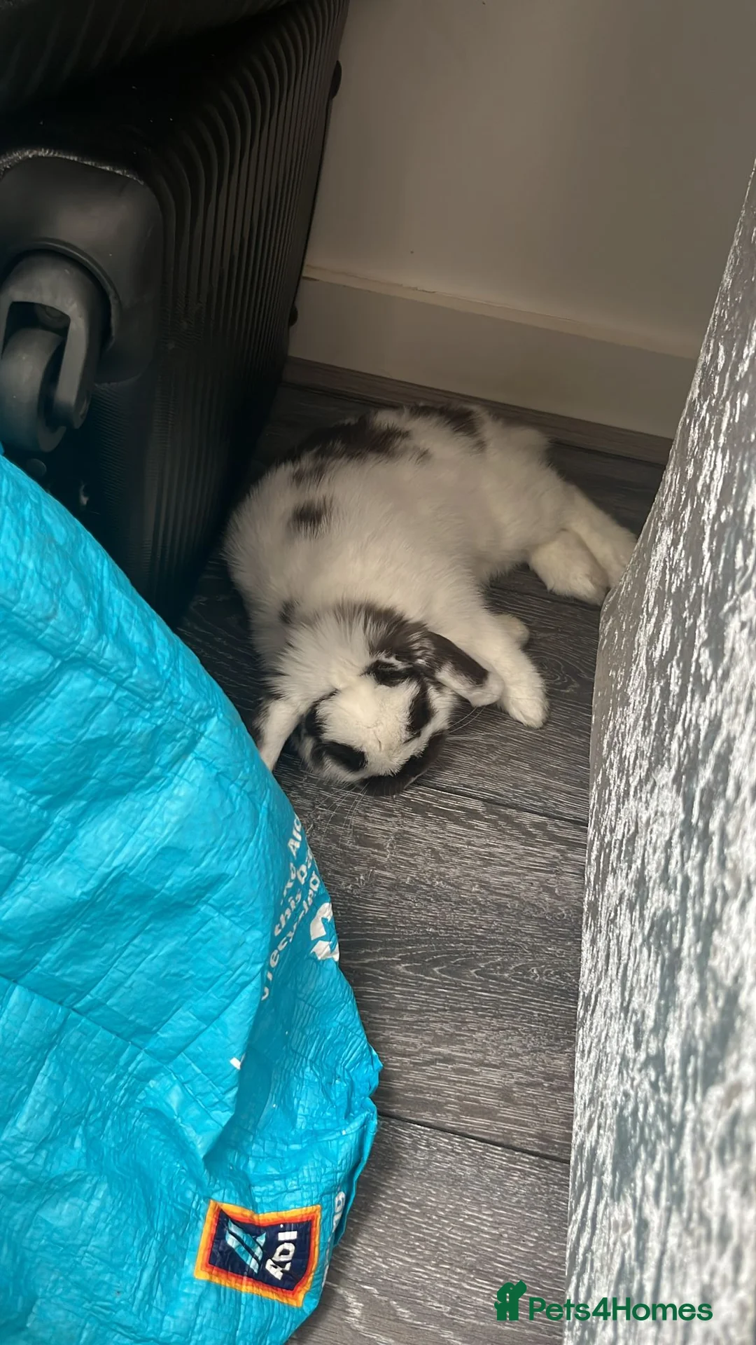 Mini Lop rabbits for sale: Beautiful 6 month old male mini lop black & white in Peterborough - Advert 2