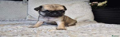 Pug Puppy 6