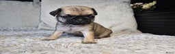 Pug dogs for sale: Beautiful Pug Puppies  - Advert 18