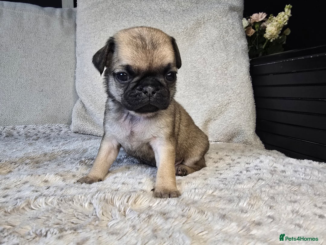 Pug dogs for sale: Beautiful Pug Puppies  - Advert 18