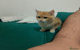 British Shorthair cats for sale: British shorthair For sell - Image 3
