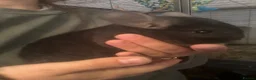 Chinchilla rodents for sale: Triplet boys  - Advert 4
