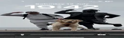 Golden Retriever dogs for stud: Golden retriever for stud - Advert 21