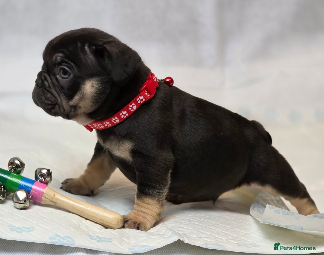 French Bulldog dogs for sale: TOP QUALITY KC REG FRENCHIES AVAILABLE  - Image 33