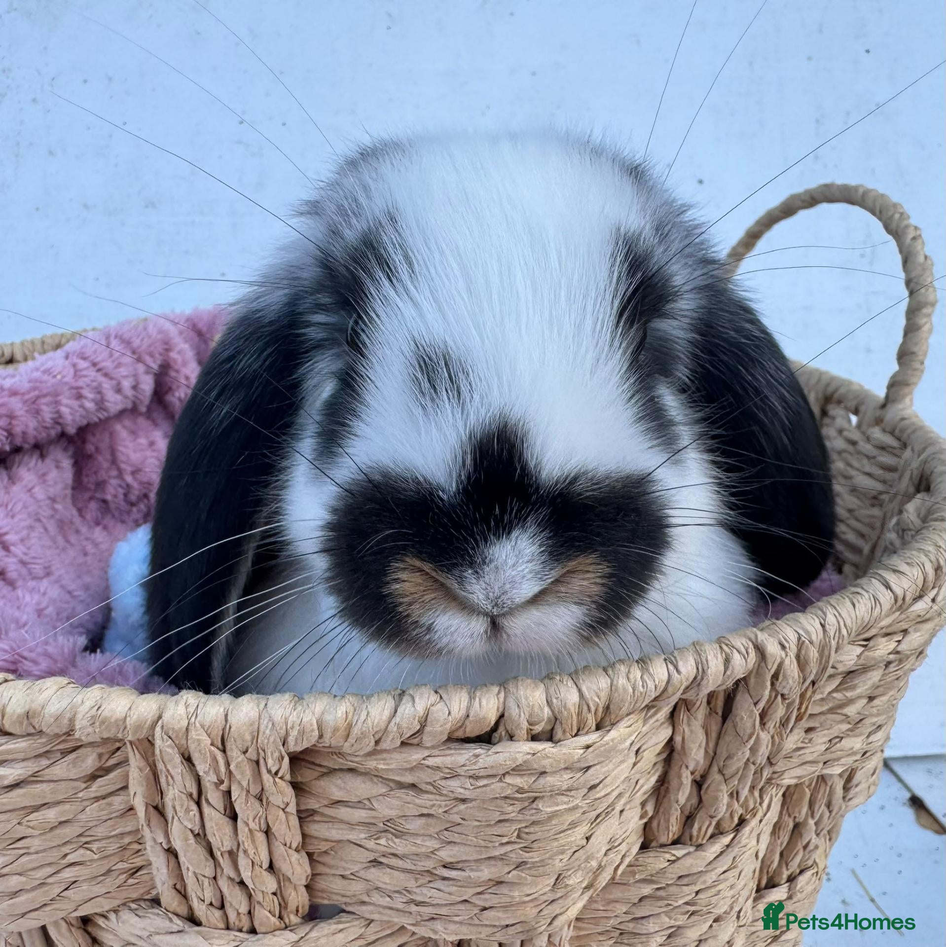 French Lop rabbits Pure breed Baby Giant French Lops Rabbits - Advert 1