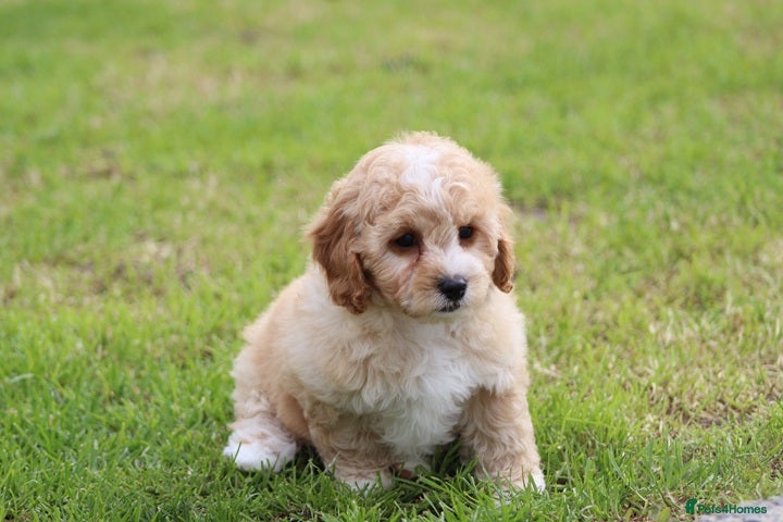 Cavapoochon dogs Beautiful Cavapoochon puppies for sale - Advert 1