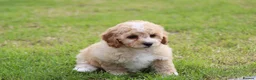 Cavapoochon dogs for sale: Beautiful Cavapoochon puppies for sale - Advert 15