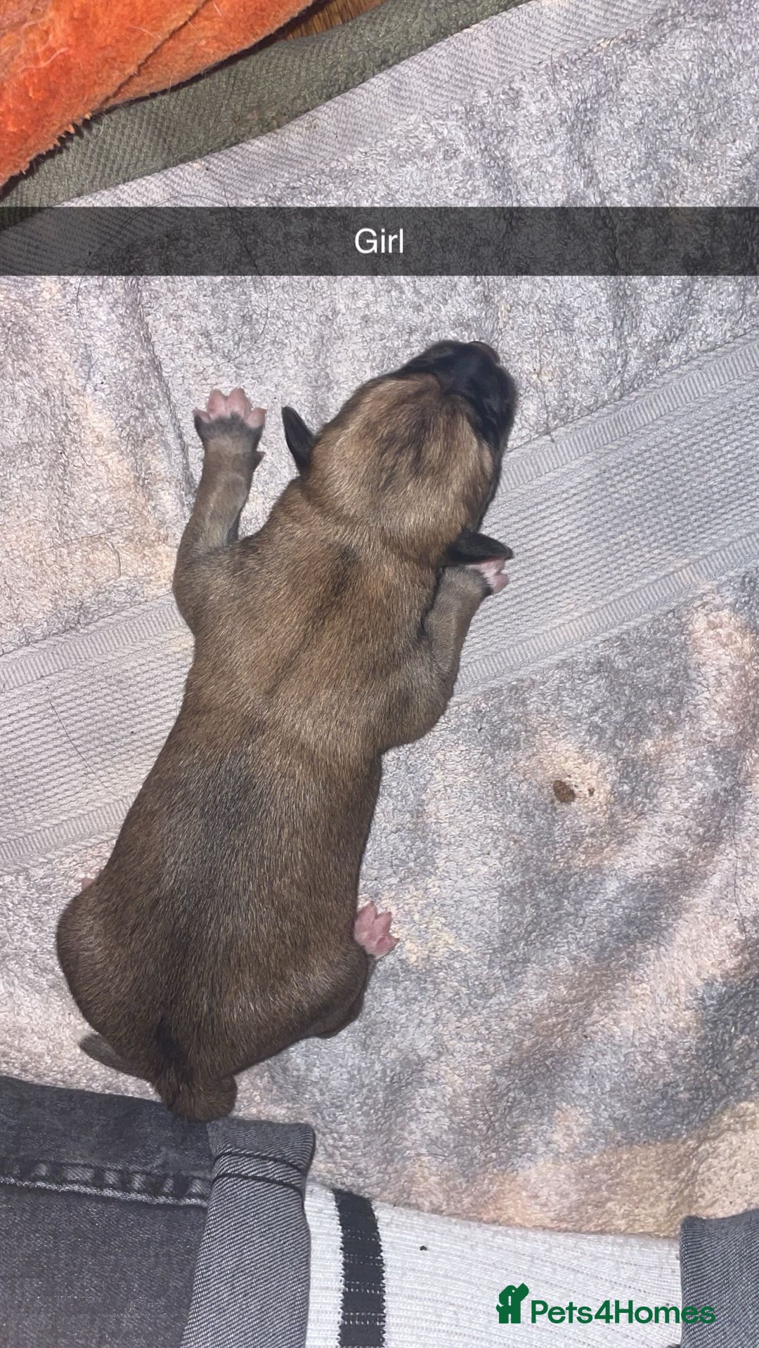Mixed Breed dogs for sale: Huskita X Border Collie mix - Image 4