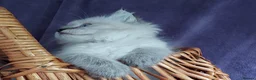 Siberian cats for sale: Siberian Kittens For Sale  - Advert 4