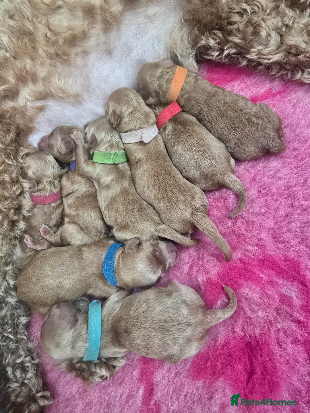 Cockapoo dogs for sale: Stunning F1BB Toy American Cockapoos - Advert 1