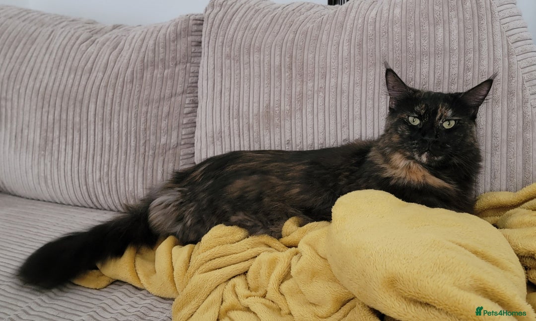 Maine Coon cats for sale: Adorable Maine Coon Boy looking for a Loving Home  - Advert 2