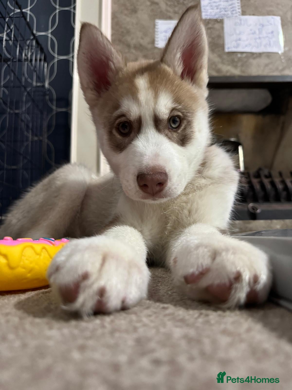 Siberian Husky dogs Siberian husky puppy  - Advert 1