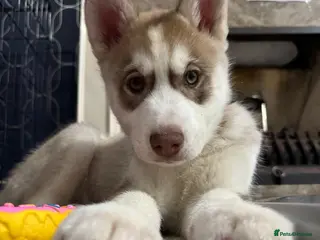 Siberian Husky dogs Siberian husky puppy - Advert 1