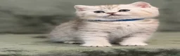 British Shorthair cats for sale: BSH golden point adorable kittens TICA  - Advert 5