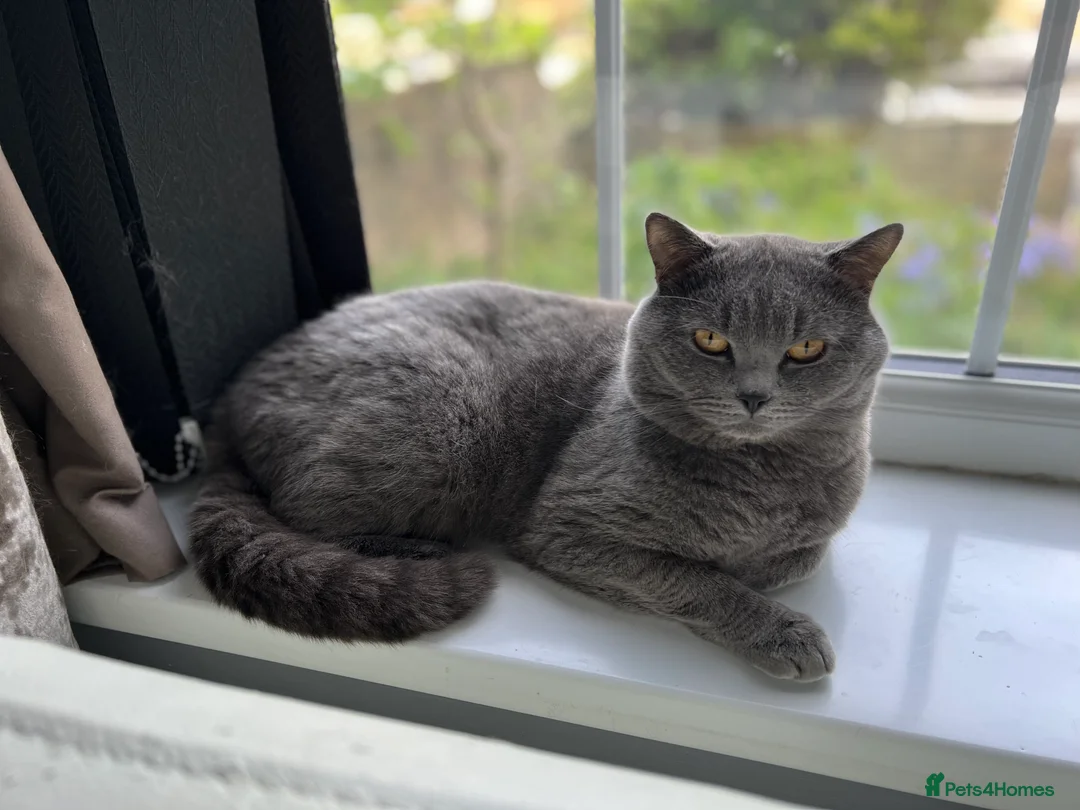 British Shorthair cats for stud: BSH STUD duties CCTV  in Bradford - Advert 2