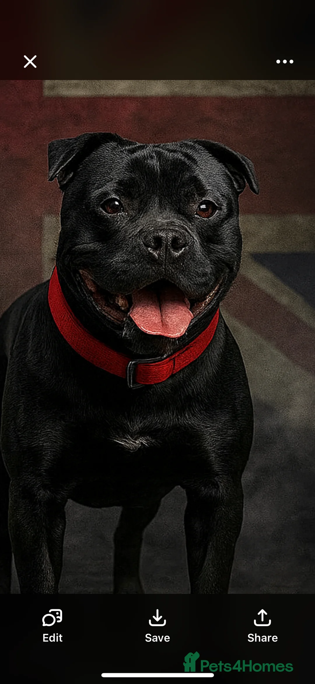 Staffordshire Bull Terrier dogs for stud: STORM FOR STUD in Newton Aycliffe - Advert 1