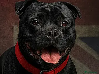 Staffordshire Bull Terrier dogs STORM FOR STUD in Newton Aycliffe - Advert 4