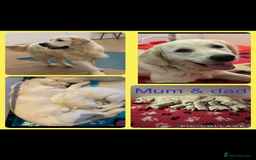 Golden Retriever dogs for sale: Cream Golden Retriever Puppy Health Tested Parents in Blackpool - Image 1