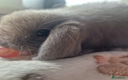 Mini Lop rabbits for sale: 4 Mini lop rabbits available  - Image 4