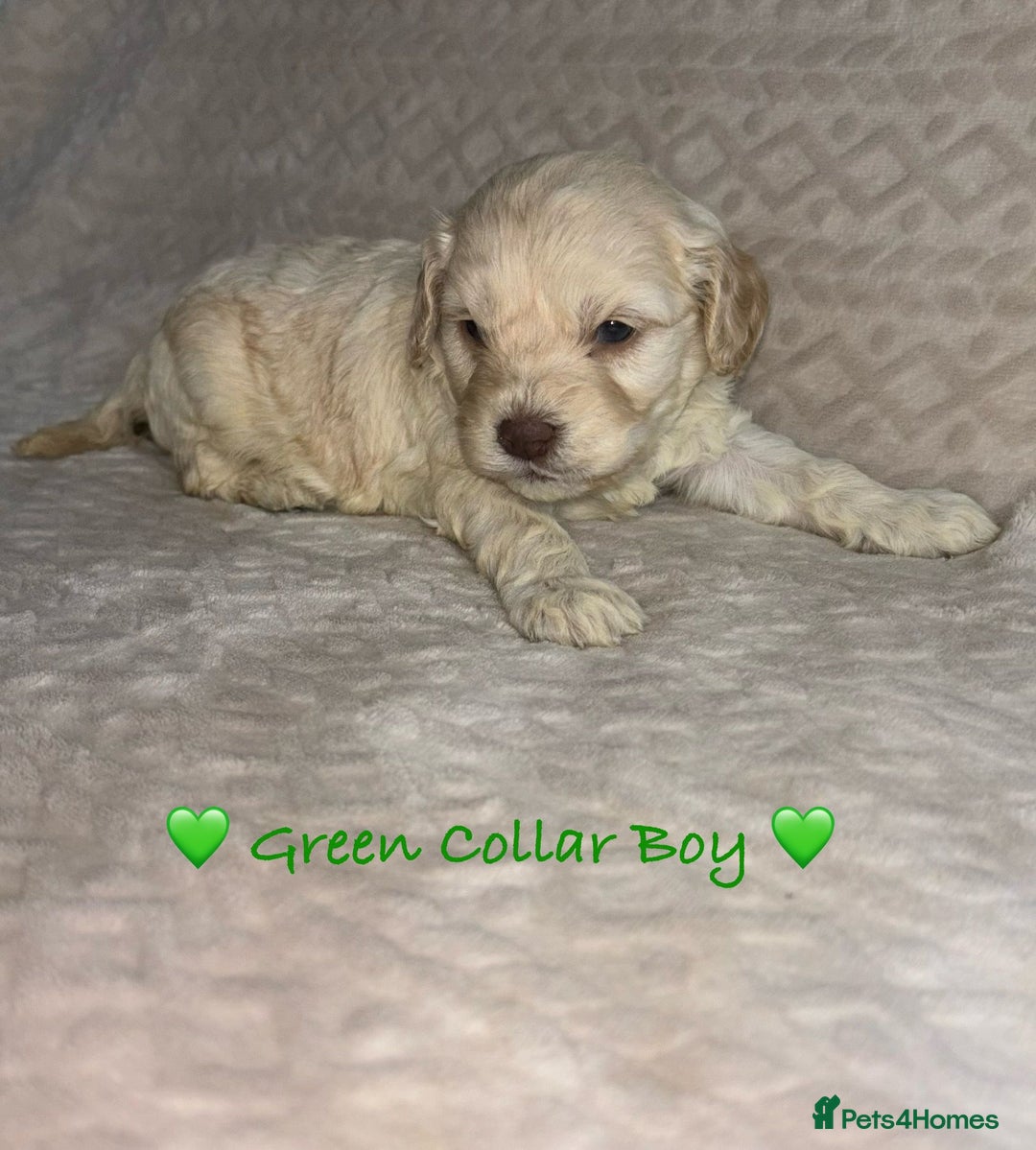 Cavapoo dogs for sale: Beautiful F1 Cavapoo Puppies  - Advert 30