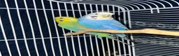 Budgerigars birds for sale: Budgie pair - Advert 3