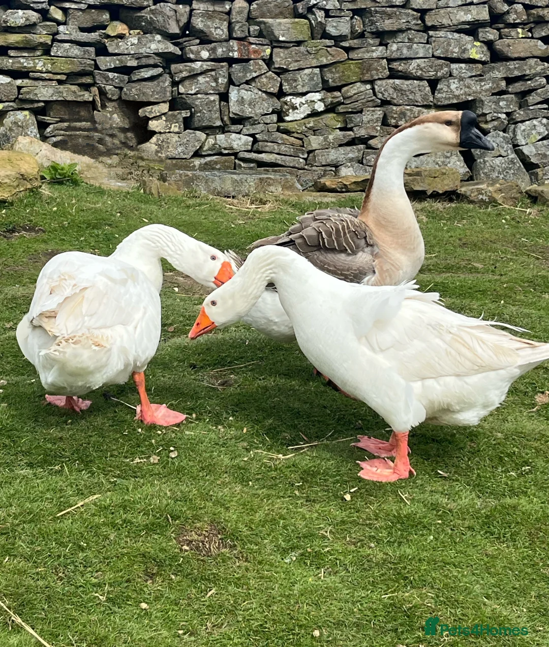 Geese poultry for sale:  Trio of Geese/2 males & 1 Female (All Bonded) - Advert 2