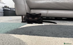 British Shorthair cats for sale: Fully vaccinated pure British shorthair kittens - Image 5