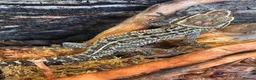 Gecko reptiles for sale: Paroedura stumpffi - Advert 3