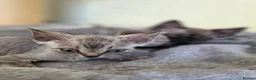 Devon Rex cats for sale: Pedigree TICA Registered Devon Rex  - Advert 3