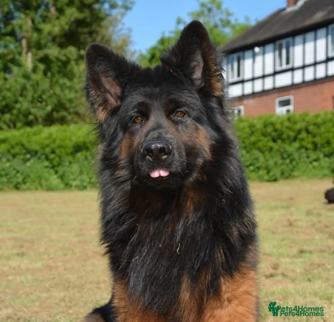 German Shepherd dogs for stud: German Shepherd Long Haired *Stud* - Advert 3